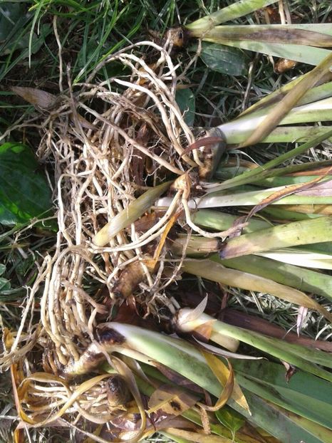 IMG-20180725-WA0001 - w Produse livrate