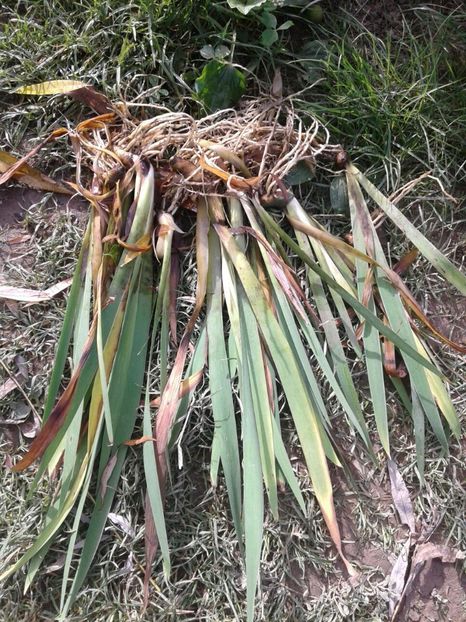 IMG-20180725-WA0000 - w Produse livrate