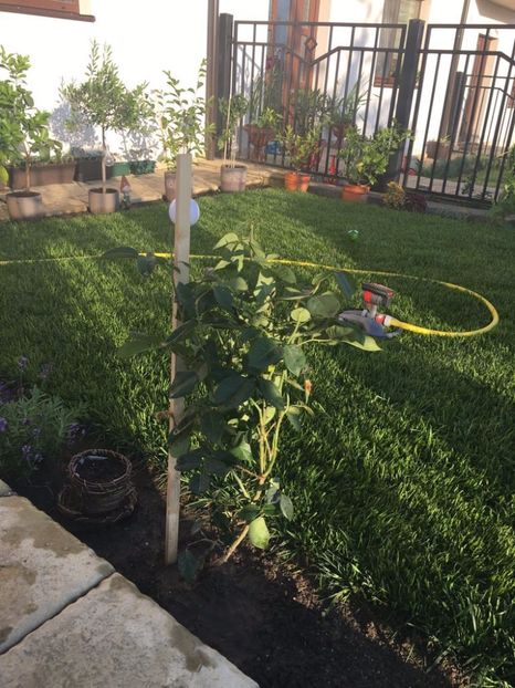 IMG-20180713-WA0015 - w Produse livrate