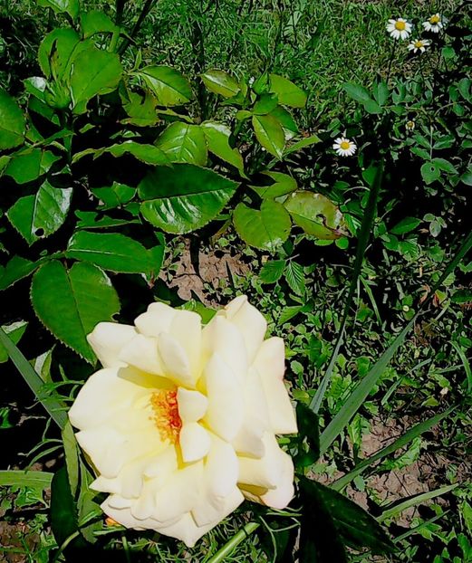 Nuovo_1_Photo8894 - Gradinuta mea 2018