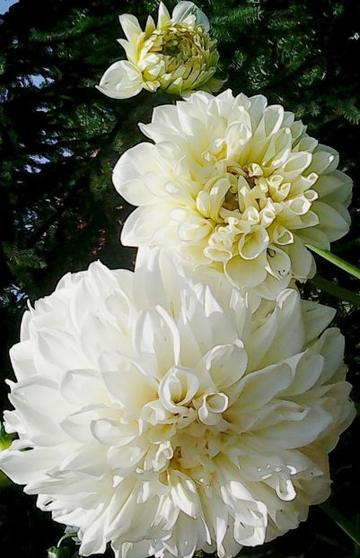 Nuovo_1_Photo8899 - Gradinuta mea 2018