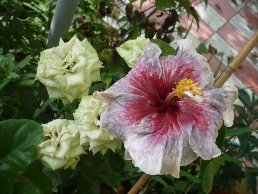 30.07.2018 - HIBISCUSI 2018-3