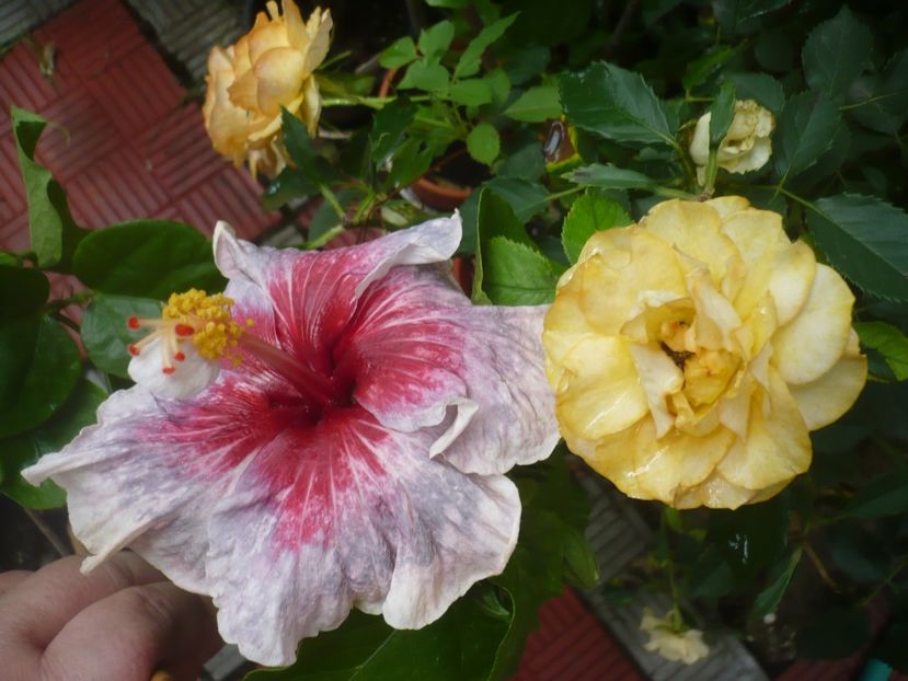 P1390066 - HIBISCUSI 2018-3