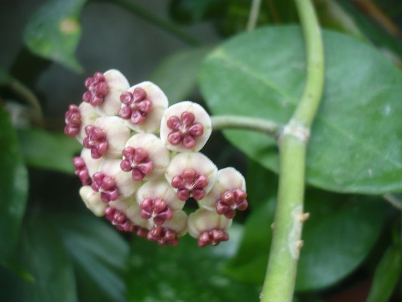 P1390069 - HOYA 2018-1