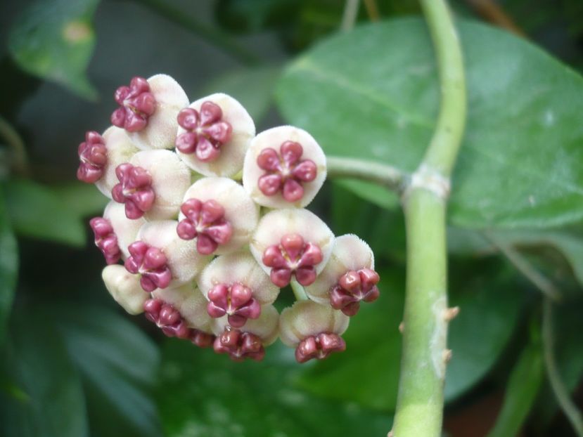 P1390070 - HOYA 2018-1