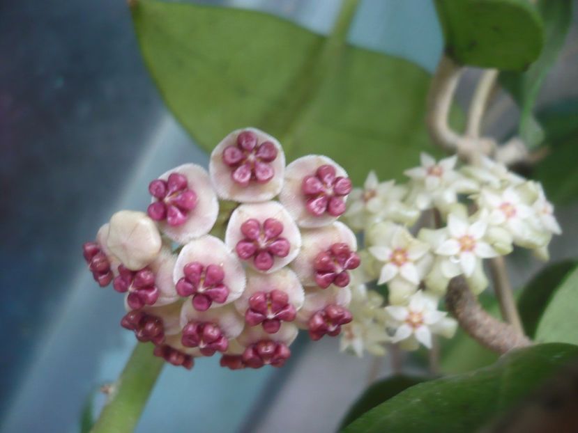 P1390071 - HOYA 2018-1