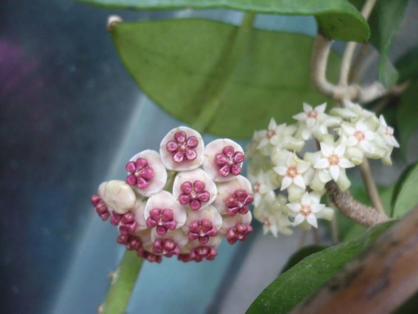 P1390072 - HOYA 2018-1