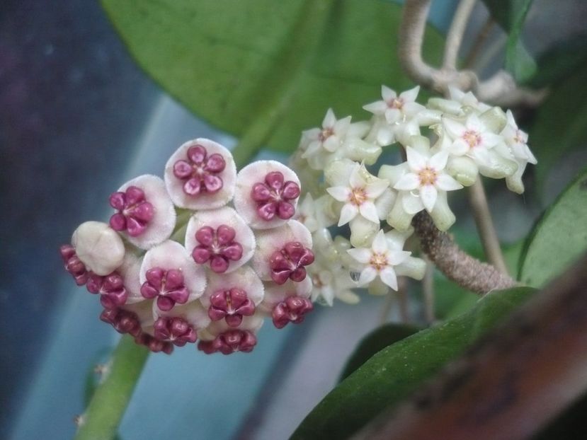 P1390073 - HOYA 2018-1