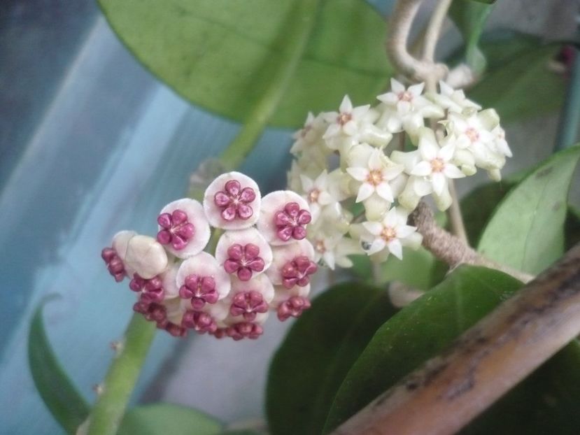 P1390075 - HOYA 2018-1