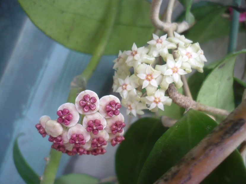 P1390076 - HOYA 2018-1