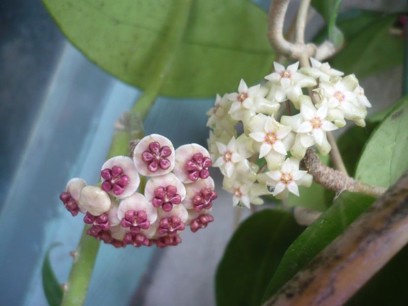 P1390078 - HOYA 2018-1