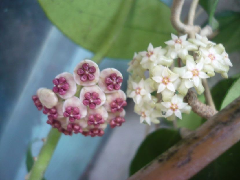 P1390079 - HOYA 2018-1