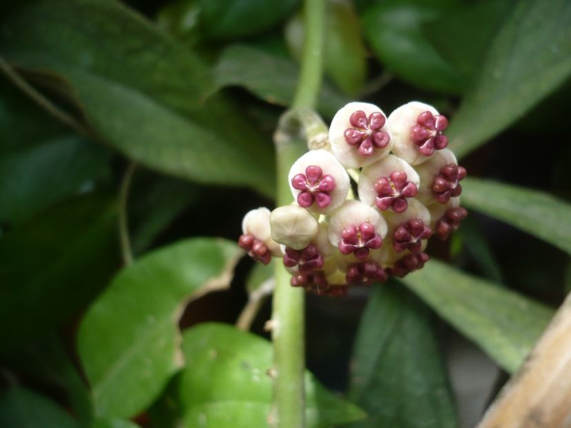 P1390082 - HOYA 2018-1