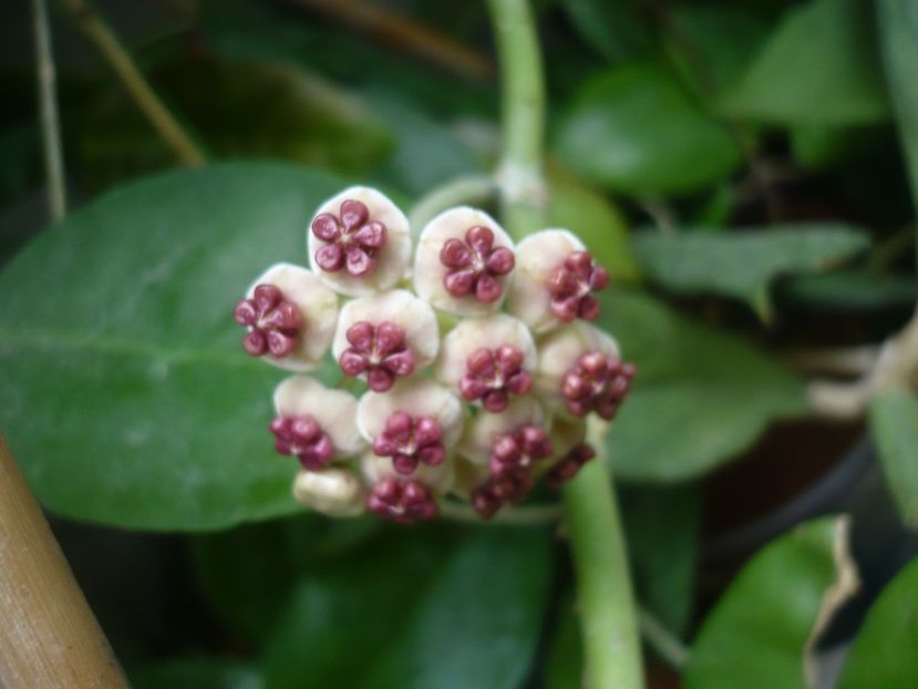 P1390084 - HOYA 2018-1