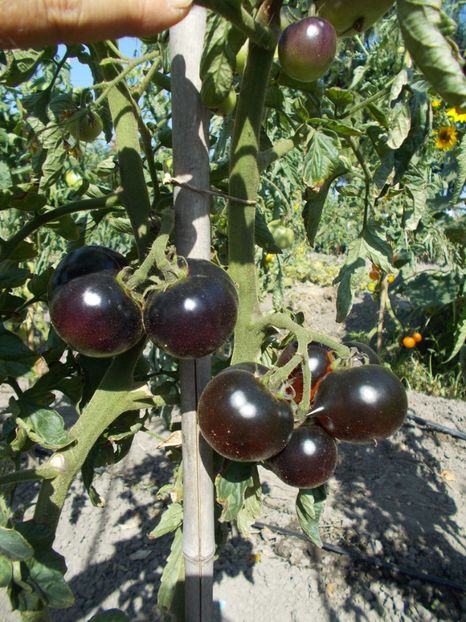  - SEMINTE ROSII - BLUE BAYOU