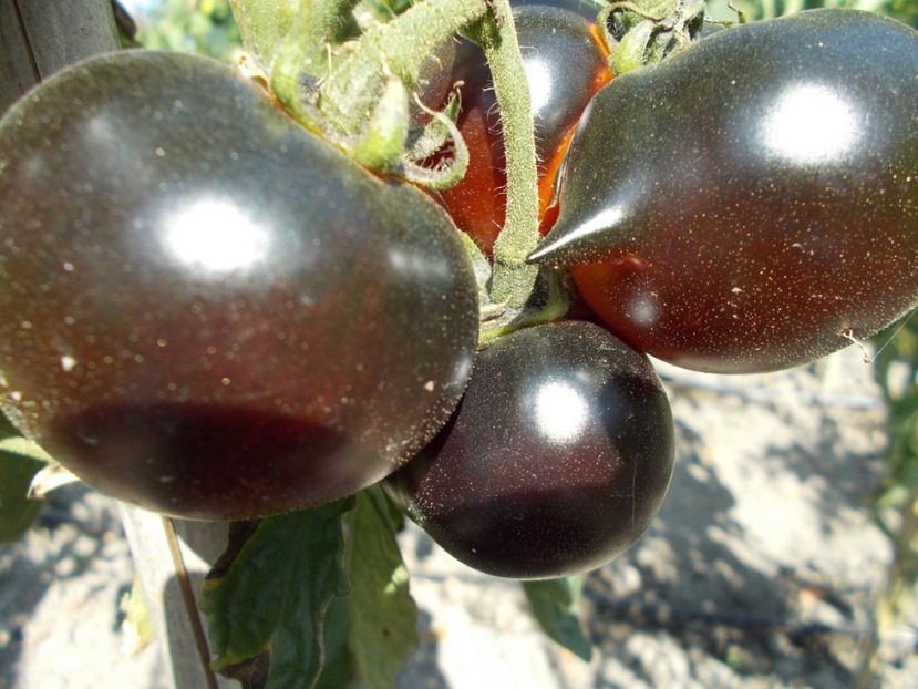  - SEMINTE ROSII - BLUE BAYOU