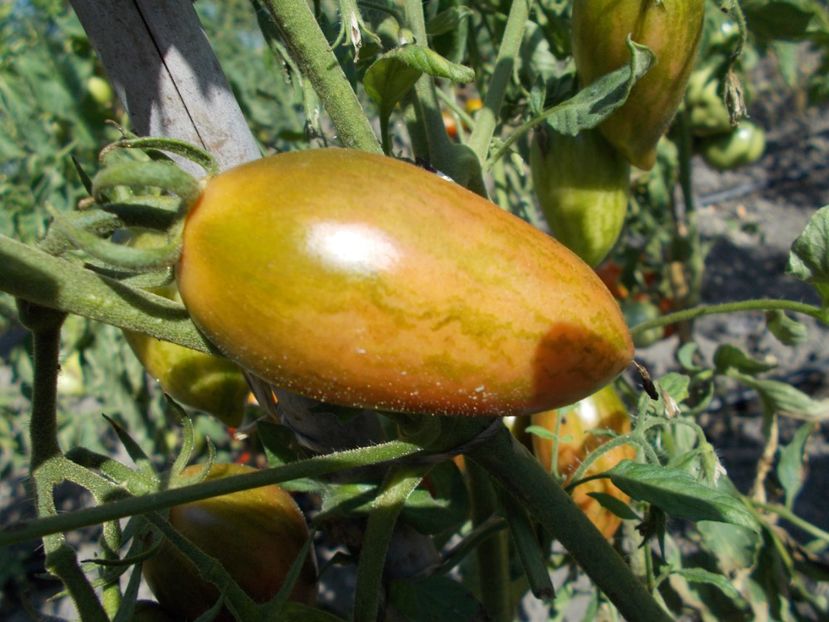  - SEMINTE ROSII - PURPLE SMARAGD