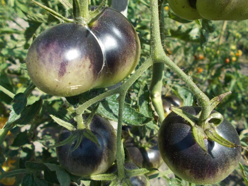  - SEMINTE ROSII - ORANGE BLUE