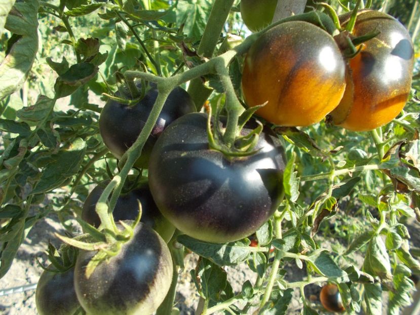  - SEMINTE ROSII - ORANGE BLUE