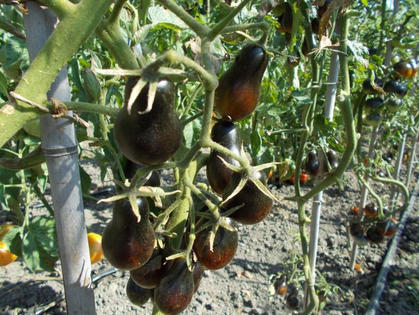  - SEMINTE ROSII - BLUE KEYES