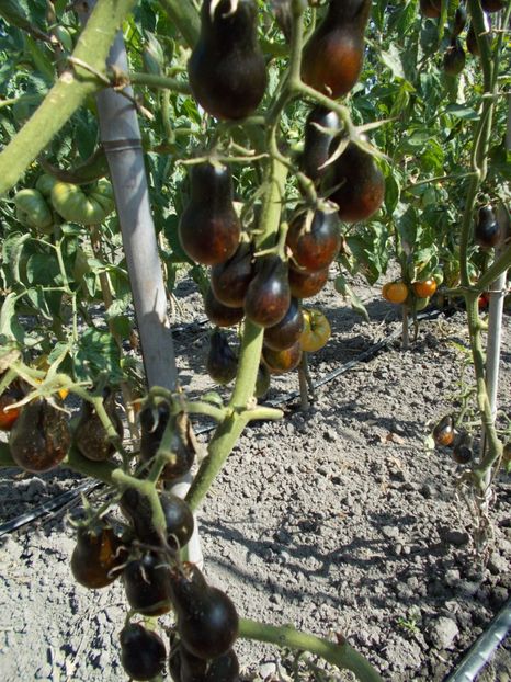  - SEMINTE ROSII - BLUE KEYES