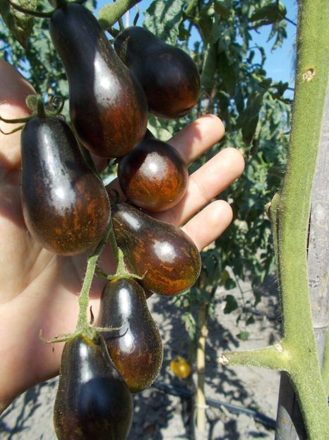  - SEMINTE ROSII - BLUE KEYES