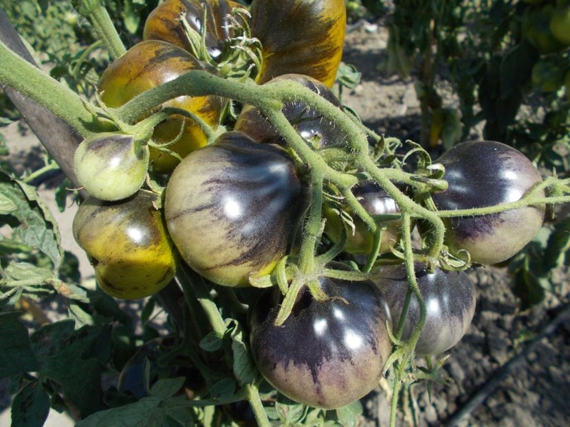  - SEMINTE ROSII - FLANDERS CONTRAST