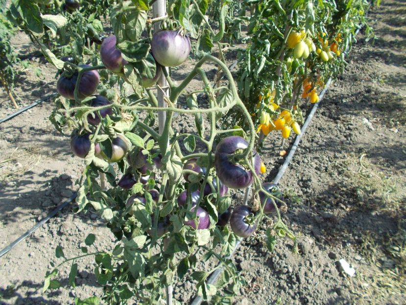  - SEMINTE ROSII - MUDDY WATERS