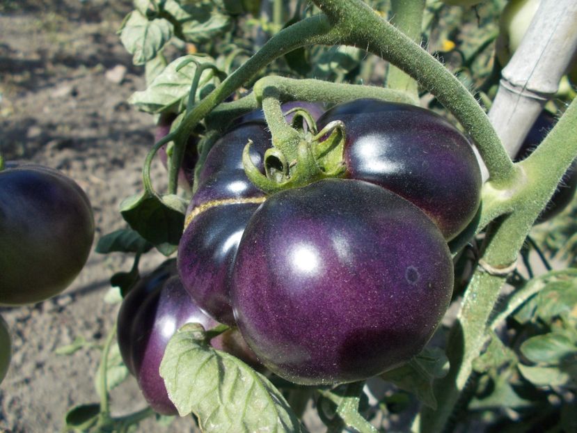  - SEMINTE ROSII - MUDDY WATERS