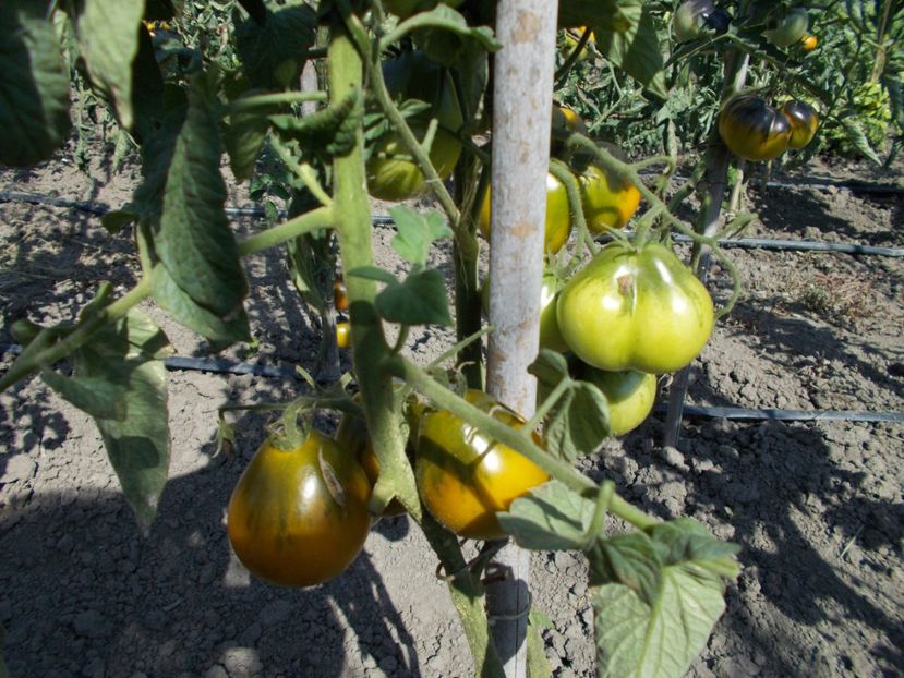  - SEMINTE ROSII - QUEEN ALIQUIPPA