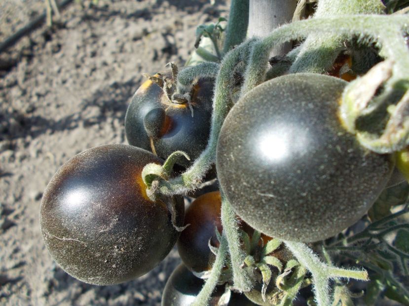  - SEMINTE ROSII CU PUF - WOOLY KATE YELLOW