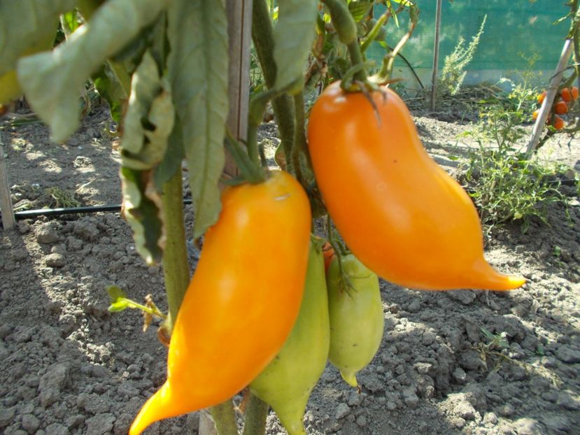  - SEMINTE ROSII - BURATINO