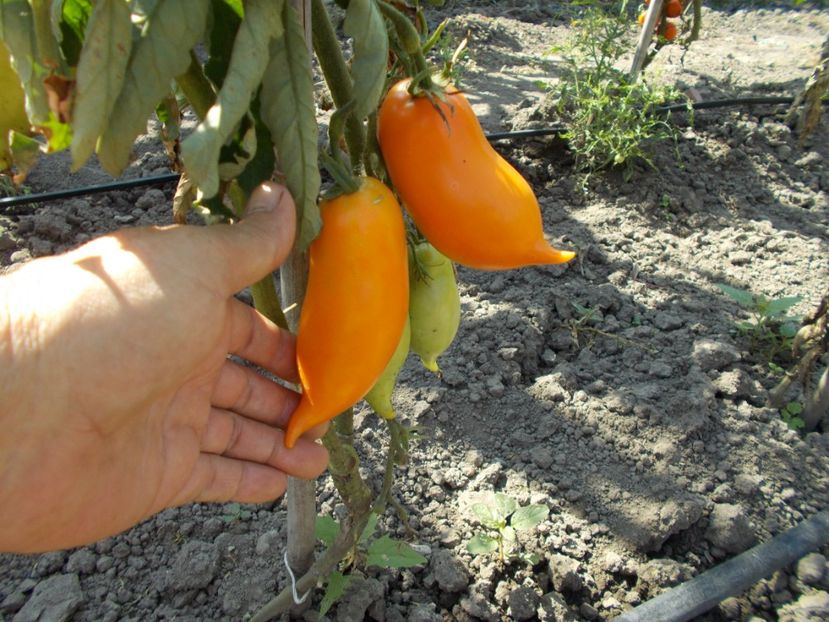  - SEMINTE ROSII - BURATINO