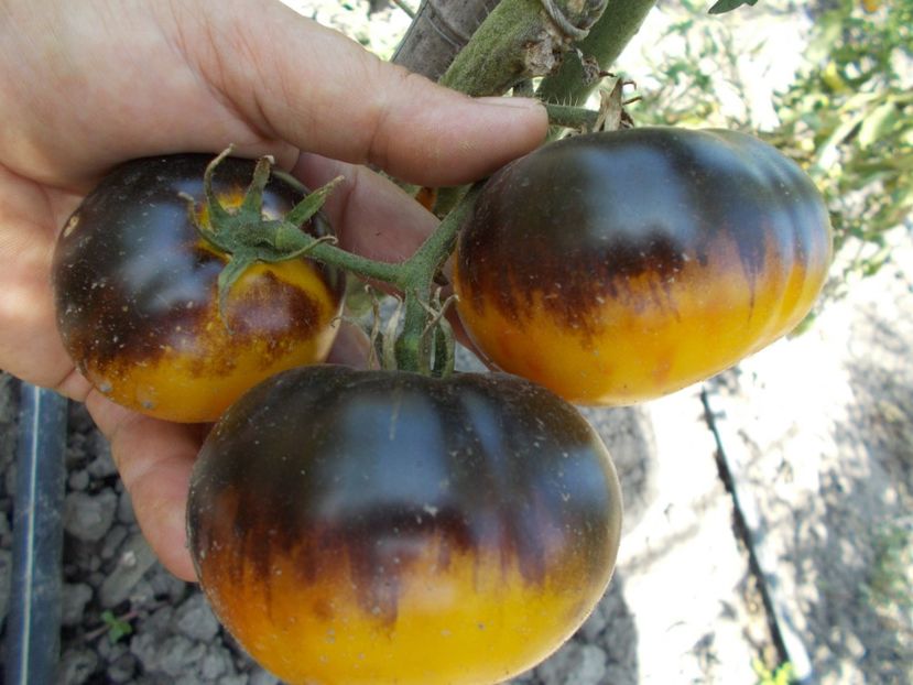  - SEMINTE ROSII - YELLOW DRAGON