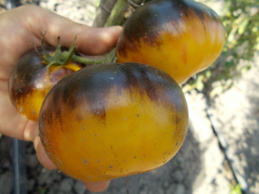  - SEMINTE ROSII - YELLOW DRAGON