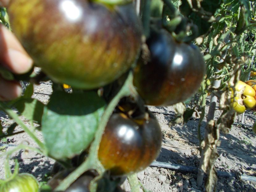  - SEMINTE ROSII - BLUE GREEN ZEBRA