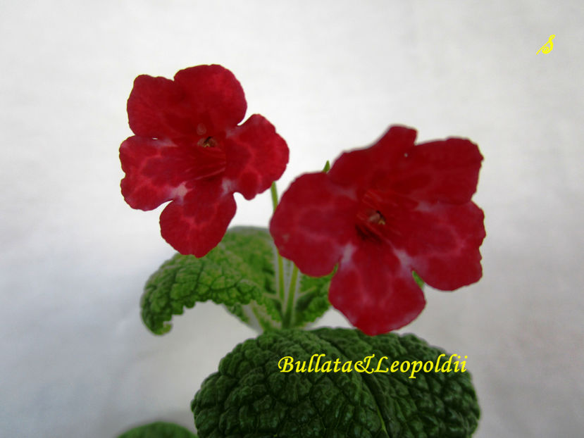 Bullata& Leopoldii(30-07-2018) - sinningii-comparatii