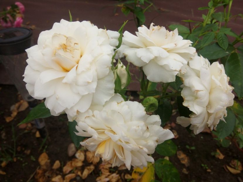  - Nadine Xella Ricci