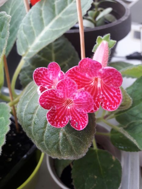 Iulie 2018 - TEXAS RAINBOW