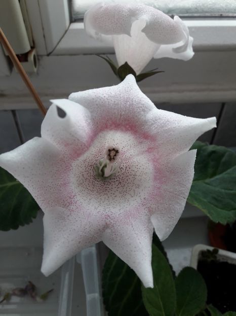 Iulie 2018 - TIGRINA PINK