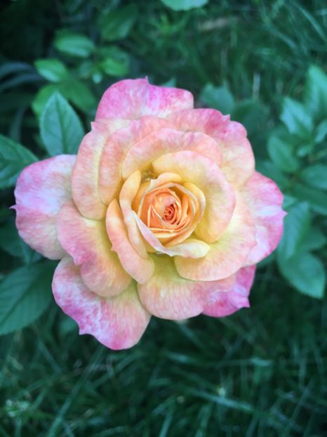  - Trandafiri 2018 III