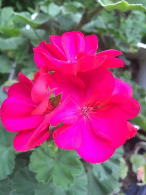 EF43B70E-276A-4E44-BE9D-C27F7F52305A - Muscate 2018