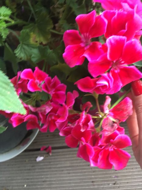 4BF8ED4D-3230-4A80-8955-F07EEE891863 - Muscate 2018