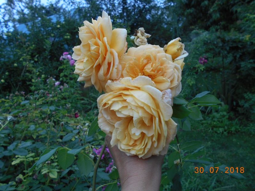 30.07.2018 - Golden Celebration