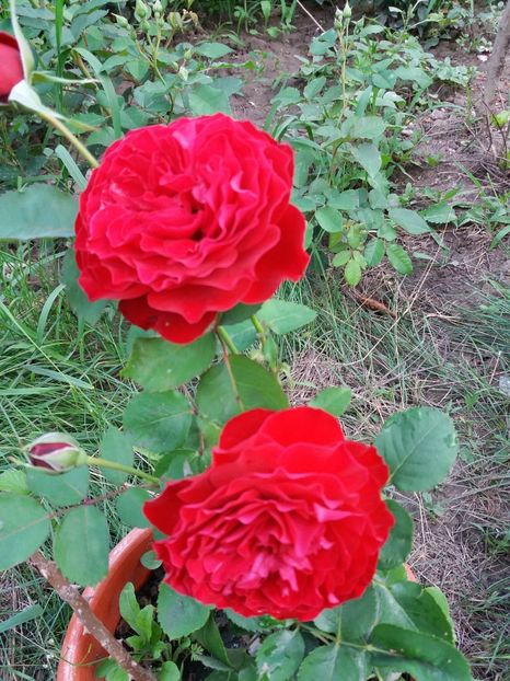  - Look Good Feel Better 1