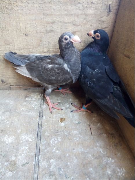 Pui din P14 - Pui 2018