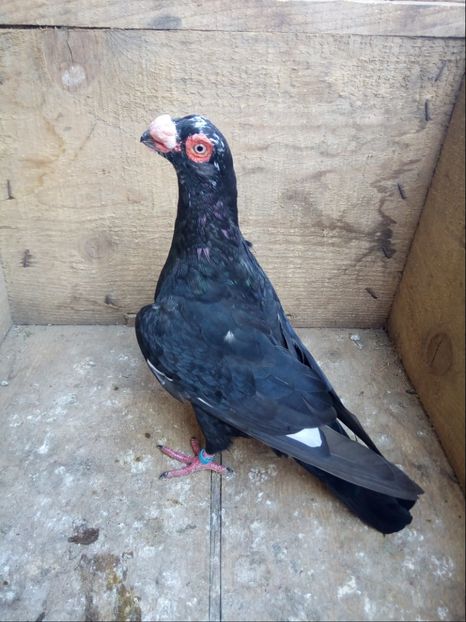 Mascul 2016 - Carunculati si Berberi