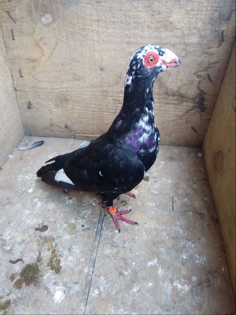 Femela 2016 - Carunculati si Berberi