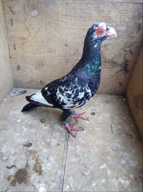 Mascul 2016 - Carunculati si Berberi