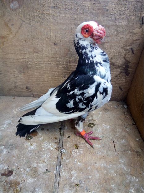 Mascul 2017 - Carunculati si Berberi